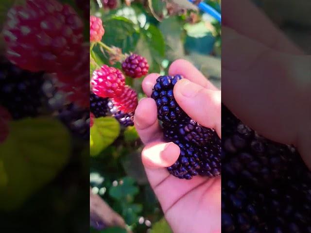 harvesting blackberries #happy #satisfying #shortvideo #fruit #farming #pickingberries #trending