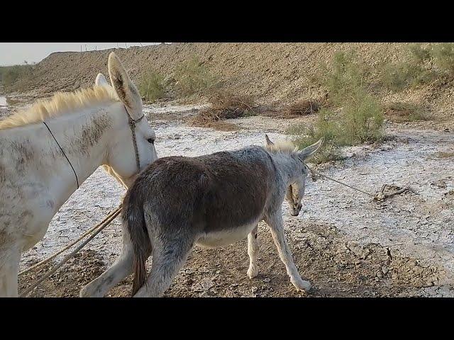 Коні Ваговози.Жеребець на Паровку.Привезли лошицю з Бачача. Тернопільщини  .