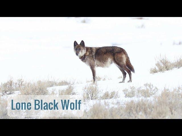 Wonderful Wyoming Wildlife - Lone Black Wolf