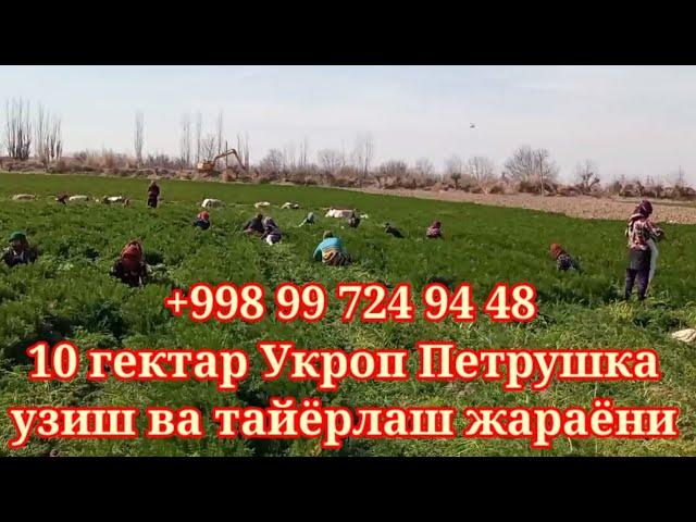 12 02 2022  ️ +998997249448 Сурхандарёда 10 гектар Укроп Петрушка алокага чикинглар