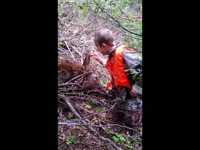1st elk excitement