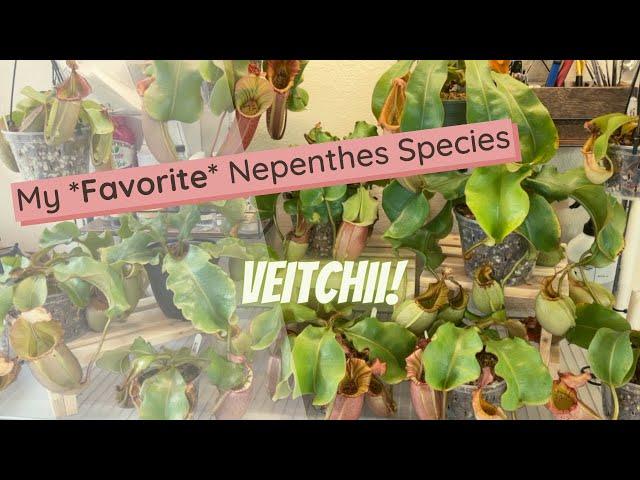 Nepenthes Veitchii Spotlight