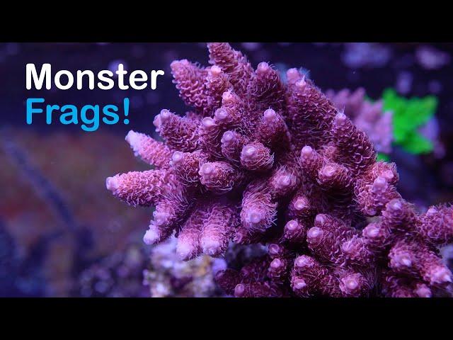 What's Happened Since I Stopped Selling Frags Online?
