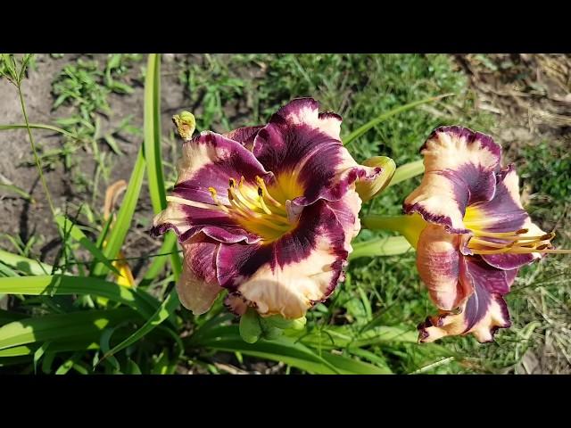 Лилейник Rock Solid_ Daylily (Hemerocallis 'Rock Solid')