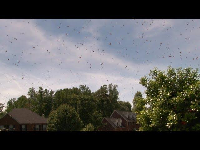 Swarm of Angry Bees Taking Over My Yard