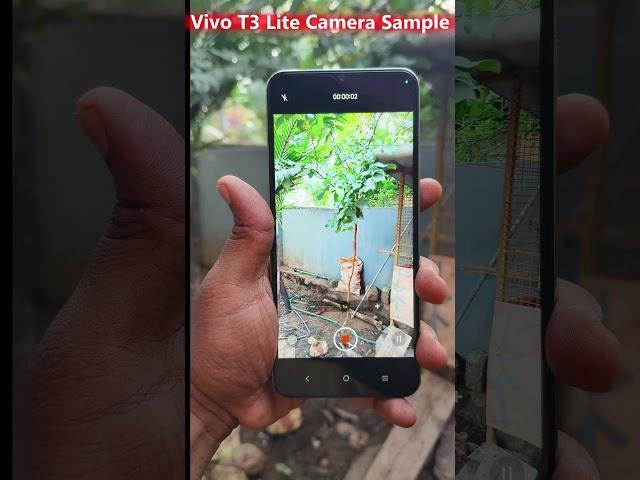 Vivo T3 Lite 5G Camera Test #viralvideo #shortvideo #trendingshorts