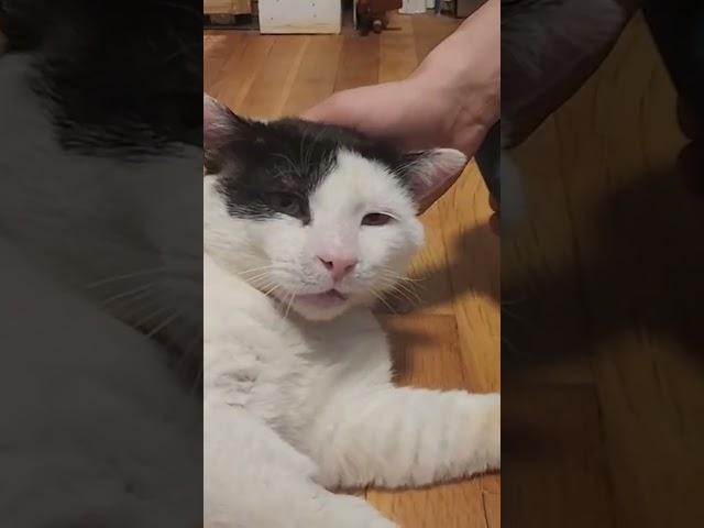 Scruffy cow cat gets foster glow up