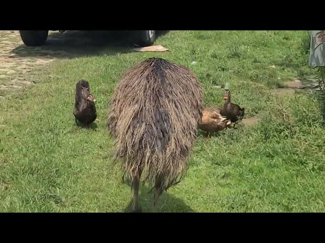 Meeting an Emu on a Farm