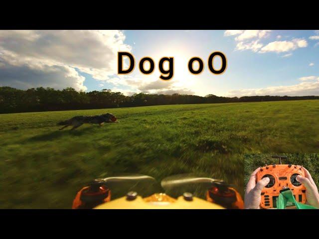 trying to get a Cineamtic FPV Shot of my Dog with the Runcam Thumb 2 | Hexa