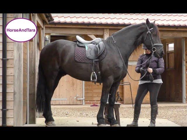 Teaching the collected canter to my Friesian horse