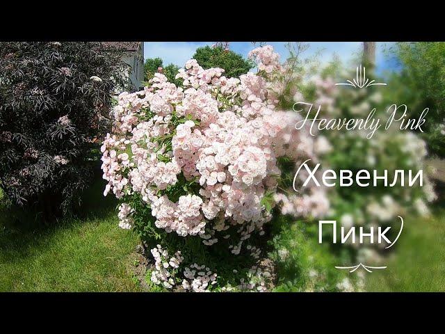 Мускусные розы. Heavenly Pink (Хевенли Пинк)