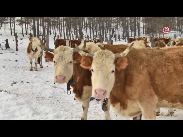 СХПК "Тумул" разводит племенной скот симментальской  породы