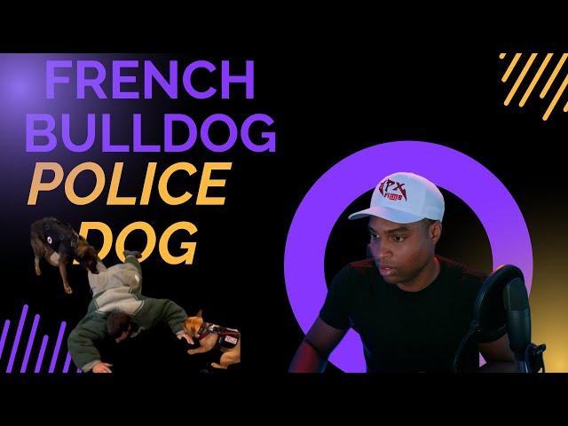 French Bulldog are the next police dogs K- 9