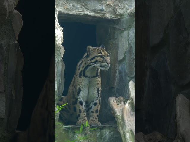 Leopard Clouded  #leopard #cloudedleopard #top #animals