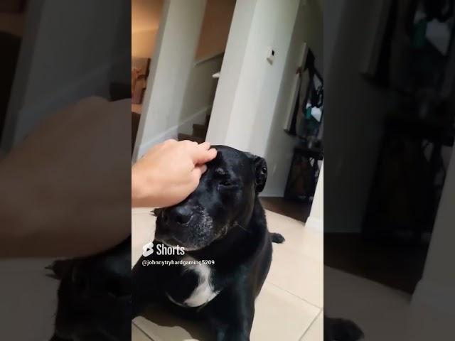 Benjamin Pit/lab mix #youtubeshorts #dog #shorts #love
