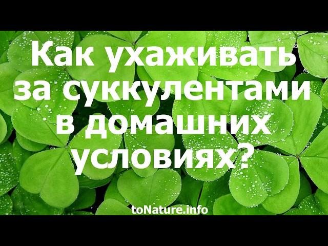 Как ухаживать за суккулентами в домашних условиях?