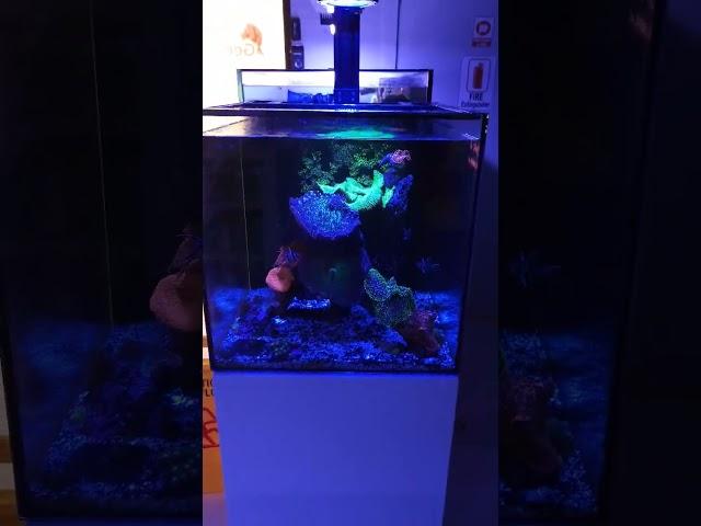 A rainbow of colors with the illumagic pixel LED light. For all tanks 1-15g gallon