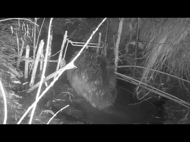 Beaver fishing (night shooting with a camera trap).