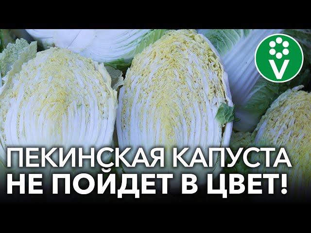 3 СЕКРЕТА ВЫРАЩИВАНИЯ ПЕКИНСКОЙ КАПУСТЫ, которые гарантируют крупные кочаны!