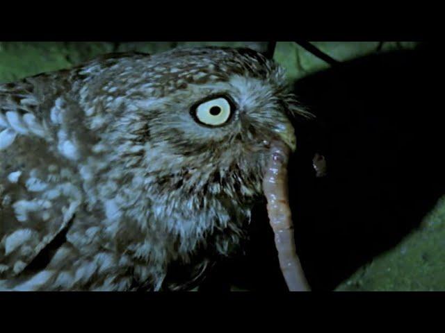 Hungry Owls Hunting | Five Owl Farm | BBC Earth