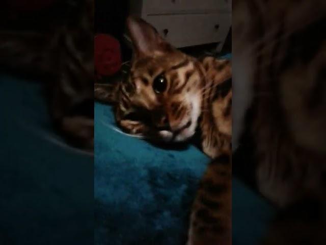 Dreamer kitty