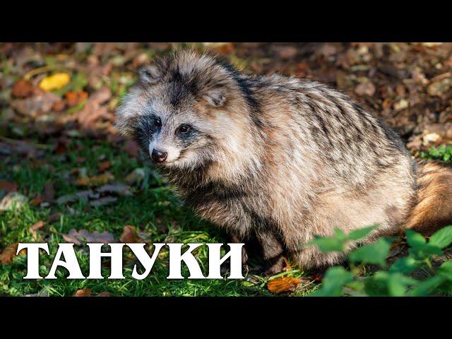 Tanuki: Raccoon Dog | Interesting facts about the canine family