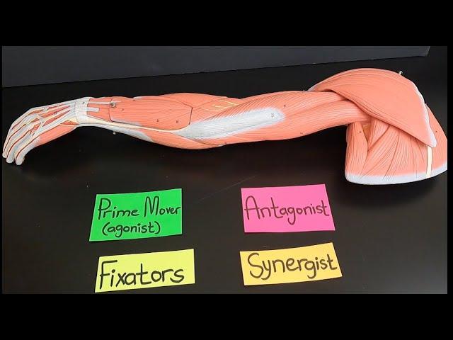 Functions of Agonists (Prime movers), Antagonists, Fixators and Synergists