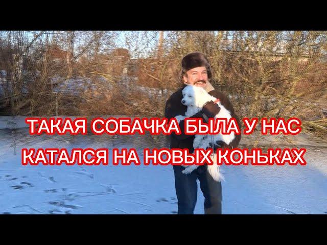 ТАКАЯ СОБАЧКА БЫЛА У НАС КИТАЙСКАЯ ХОХЛАТКА ПУХОВАЯ ПОРОДА . КАТАЛИСЬ НА НОВЫХ КОНЬКАХ