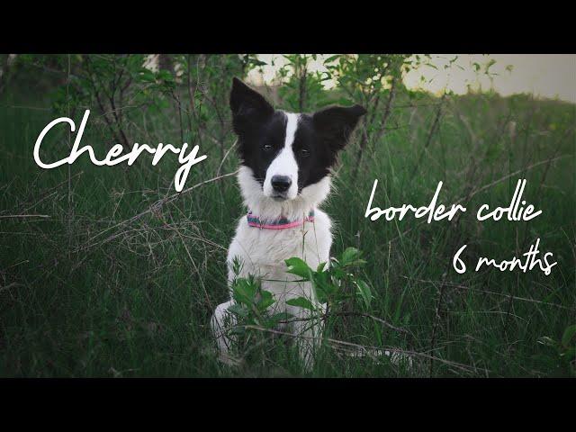 Cherry Border Collie - 6 months [tricks]