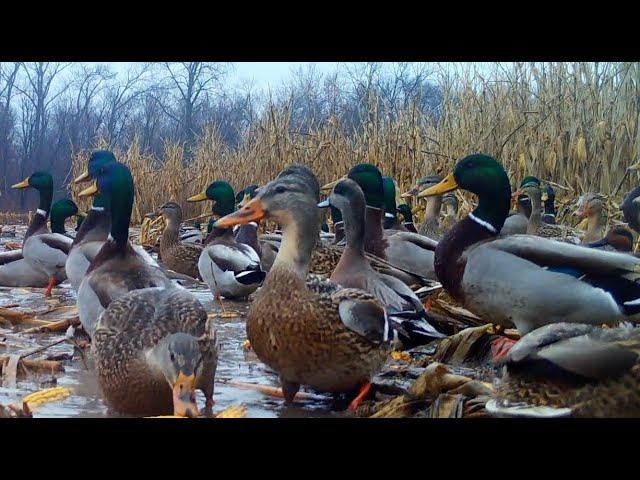 THOUSANDS OF DUCKS SWARM FLOODED CORNFIELD, GREEN HEADS, BLACK DUCKS, GREEN WINGS, POLISH MALLARDS