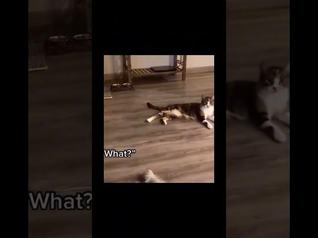 CATS CAN TALK?!? ⁉| Funny Cute Cats | #shorts