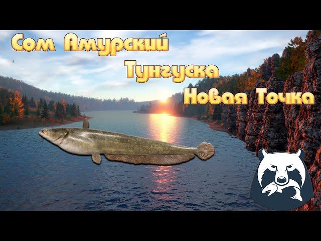 Сом амурский,новая точка/Нижняя Тунгуска