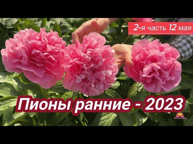 Ранние пионы. Цветение 12 мая 2023 года / Сад Ворошиловой