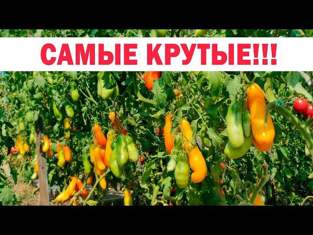 Сезон 2020! Самые лучшие, самые устойчивые, самые вкусные, самые урожайные томаты!!!Высокорослые!