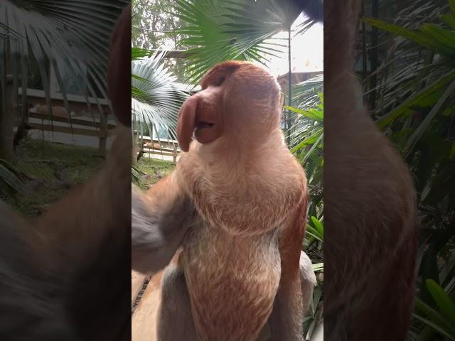 #Changlong Proboscis Monkey Nakula check out the pety queen #original video #Changlong Wildlife Worl