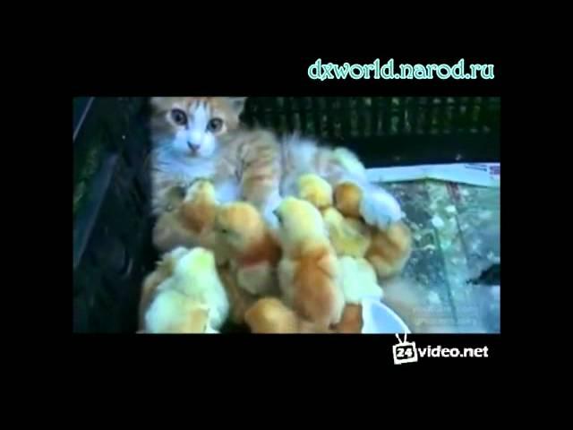 kitty funny.mp4