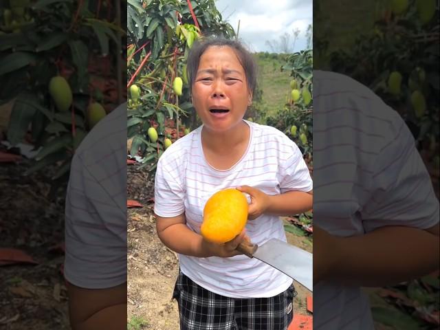 Mango Orchard  #shorts #ytshorts