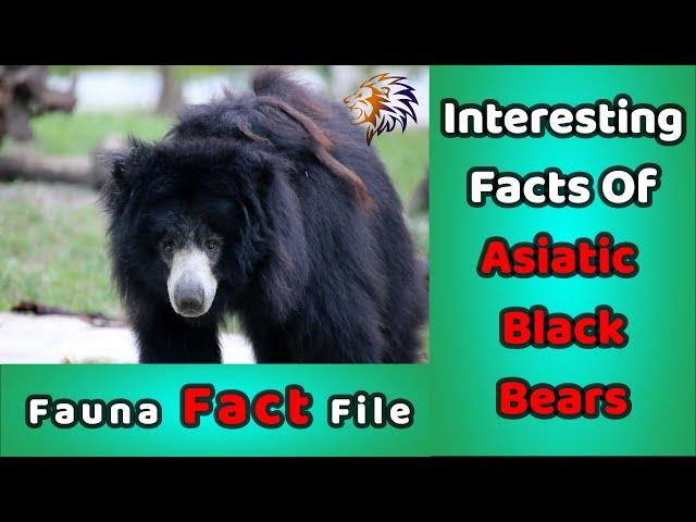 Interesting facts of Asiatic Black Bear | unknown facts | Fauna Fact File