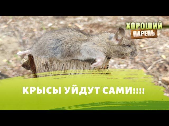 Как избавиться от Мышей и Крыс