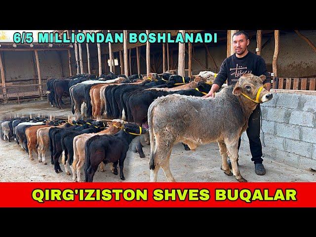 QIRGIZISTON SHVES BUQALARINI OPTOM ARZON JOYI