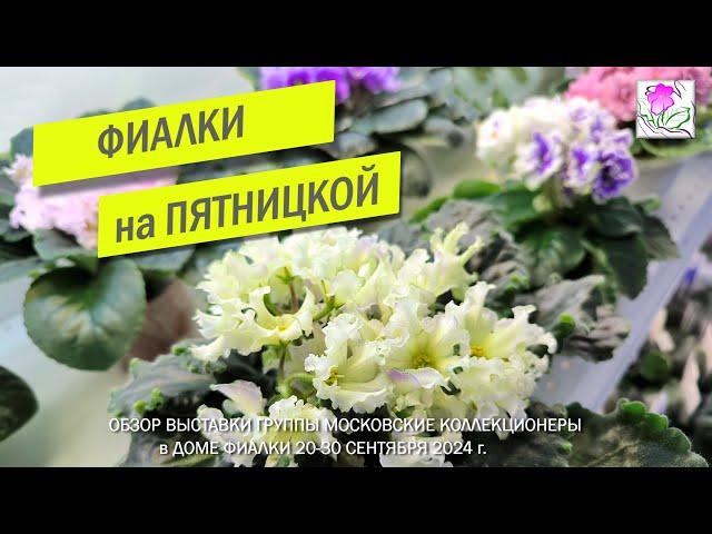 Обзор выставки "Фиалки на Пятницкой" группа Московские коллекционеры в Доме Фиалки 20-30 09.2024