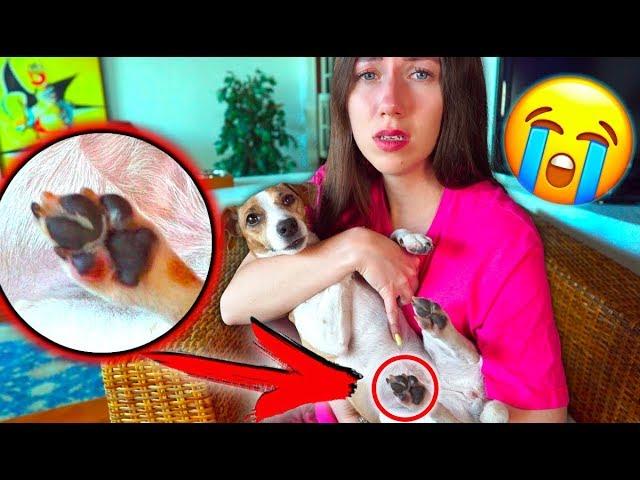 INJURY IN DOG, INSIDE WORM ?! Why is my dog limping? Ghost house | Elli Di Pets