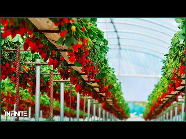 Amazing Hydroponic Strawberries Farming Technology - Strawberries Harvesting and Modern Agriculture