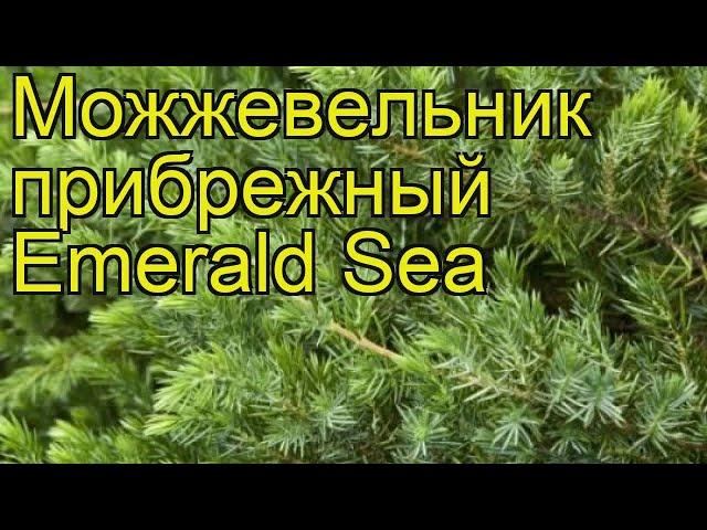 Можжевельник прибрежный Изумрудное Море. Краткий обзор, описание juniperus conferta Emerald Sea