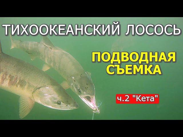 Лосось в море! Кета!