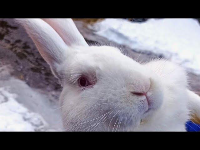 Rabbit weight at 4 months!!! White Pannon!!! [breed comparison]