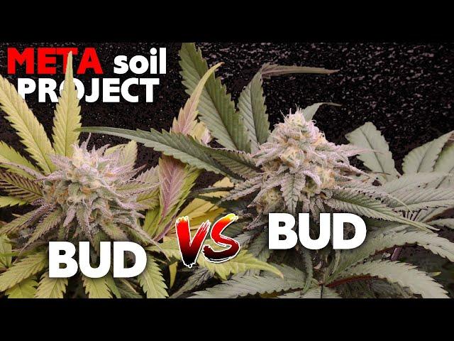 Episode 10 - UGLY IS HERE! Buds vs Buds