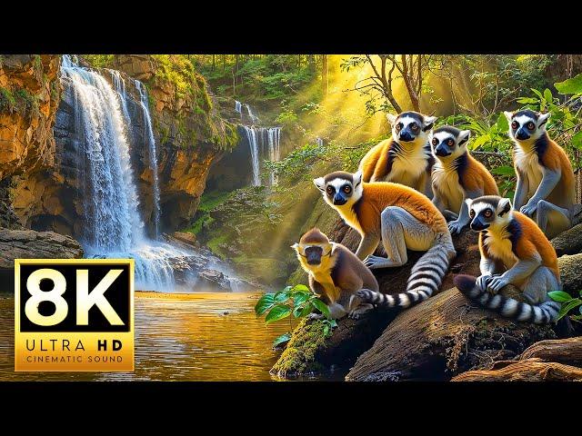 THE AMAZING ANIMAL CLAN 4K HDR | with Cinematic Sound (Colorful Animal Life)