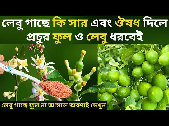 লেবু গাছে বেশি পরিমান ফুল-ফল আনার গোপন পরিচর্যা//লেবু গাছে সার দেওয়া সঠিক নিয়ম।