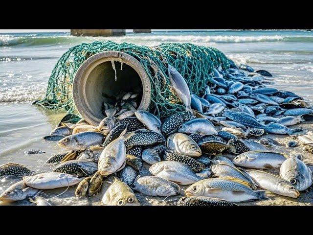 Giant Grouper Caught In Fishing Net Stranded On Beach, Exclaiming For Wealth